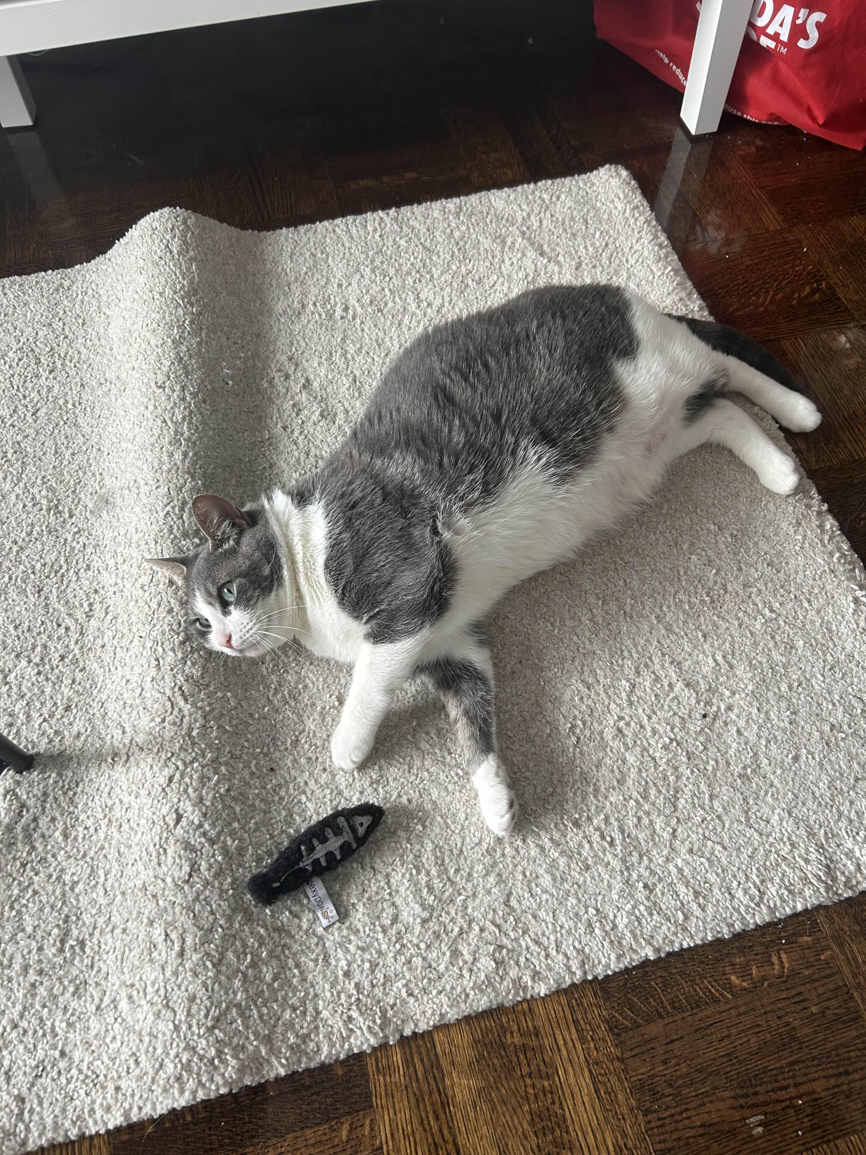 Enlarge Starfish, a ADOPTABLE Domestic Short Hair in Oakville, ON image 4/6