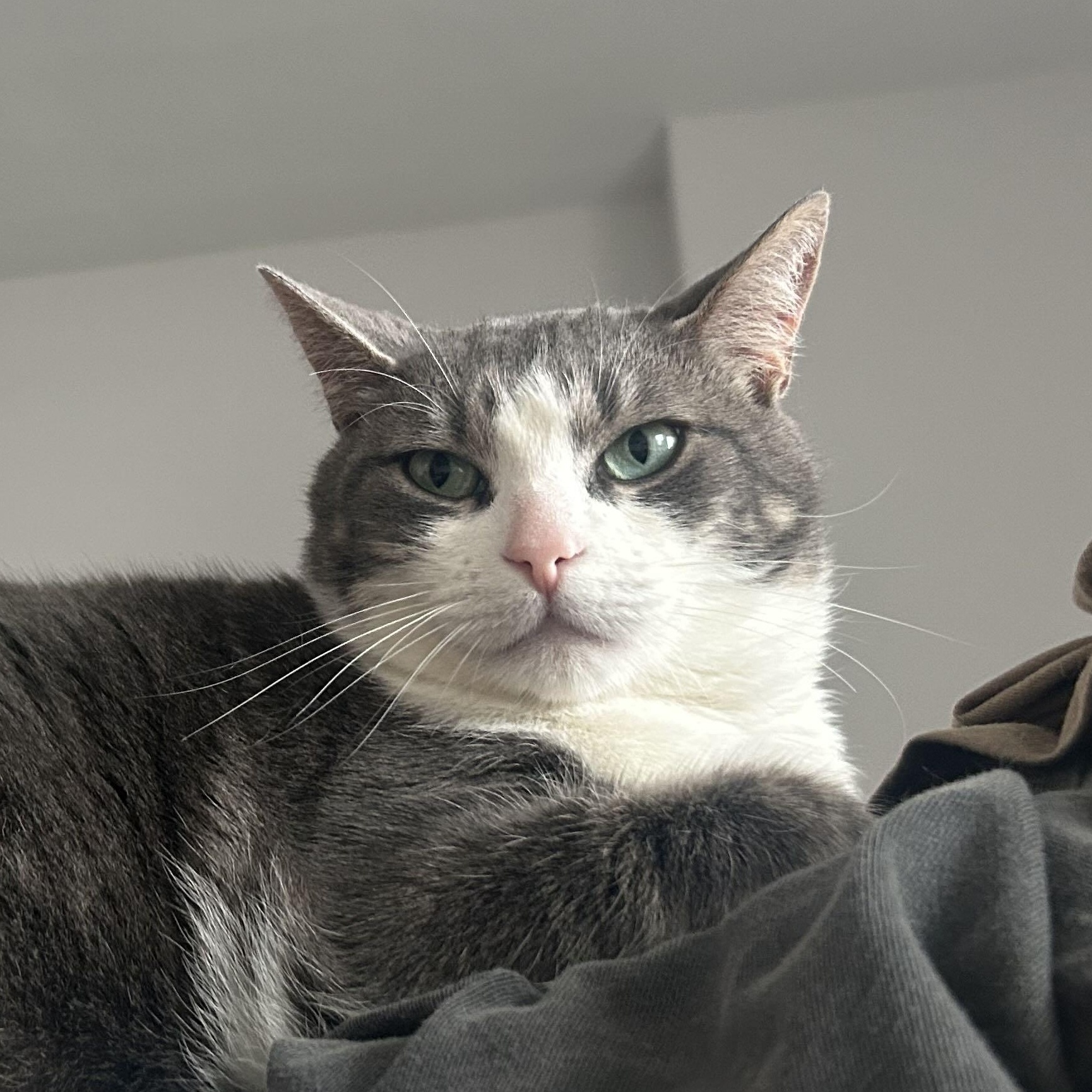 Starfish, ADOPTABLE, Young Female Domestic Short Hair.
