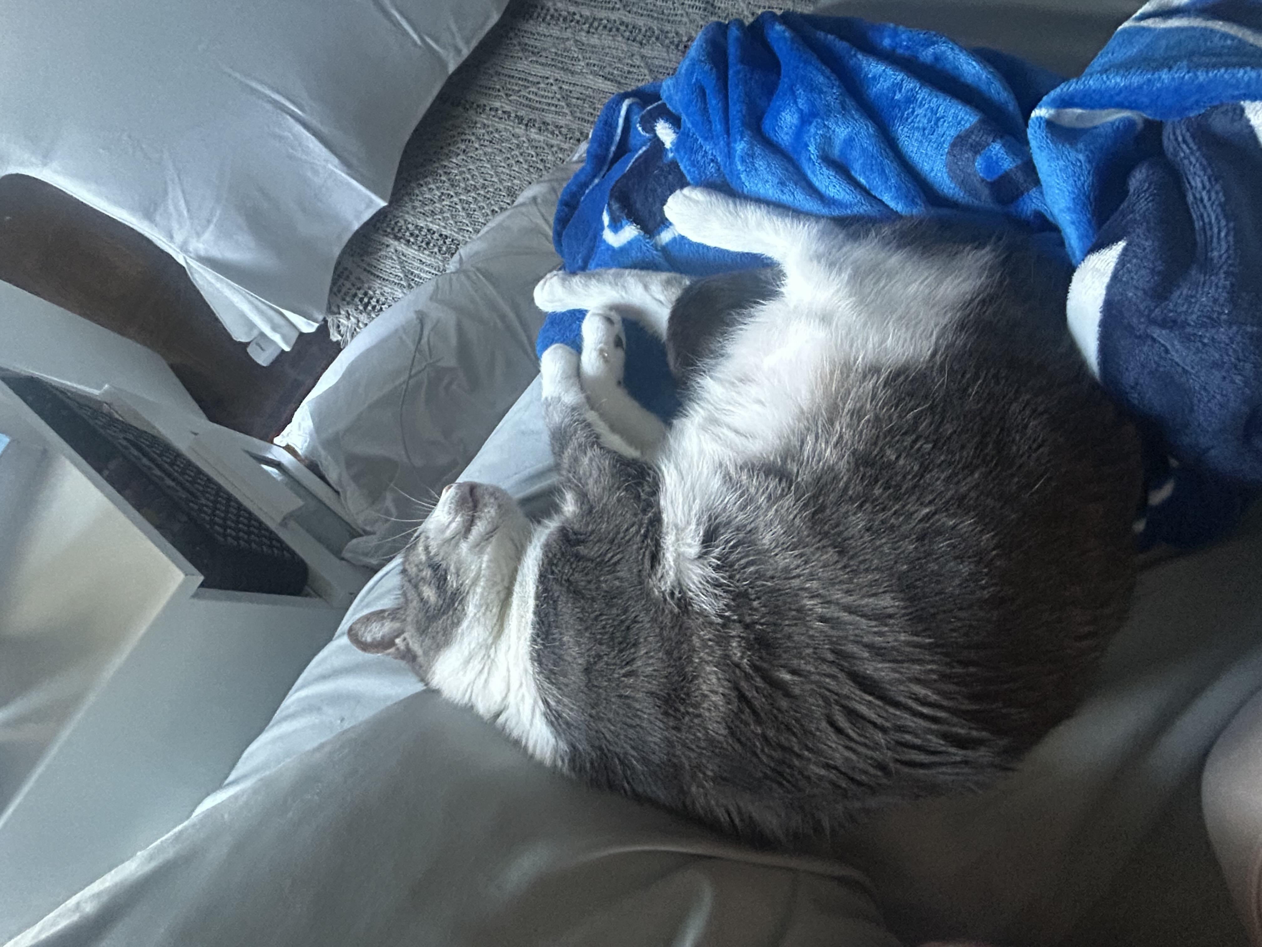 Enlarge Starfish, a ADOPTABLE Domestic Short Hair in Oakville, ON image 6/6