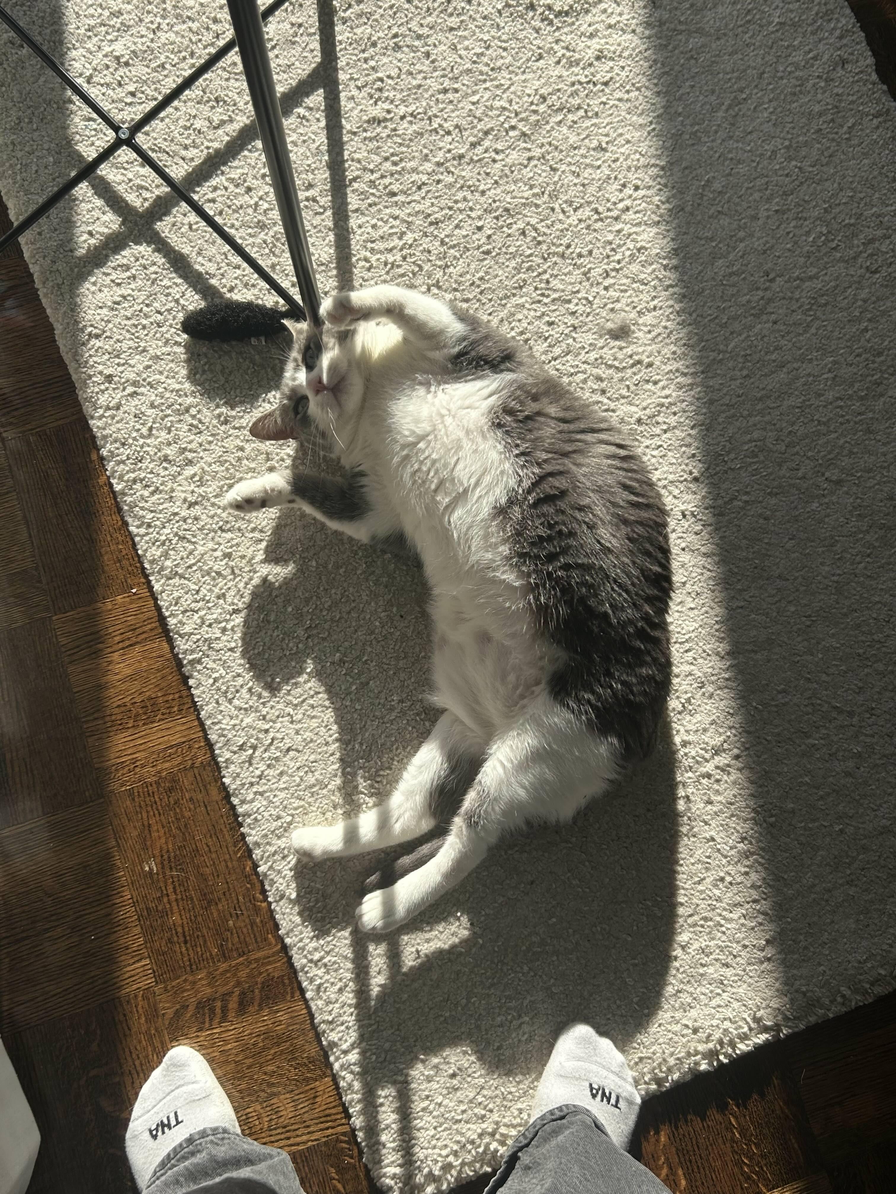 Enlarge Starfish, a ADOPTABLE Domestic Short Hair in Oakville, ON image 5/6