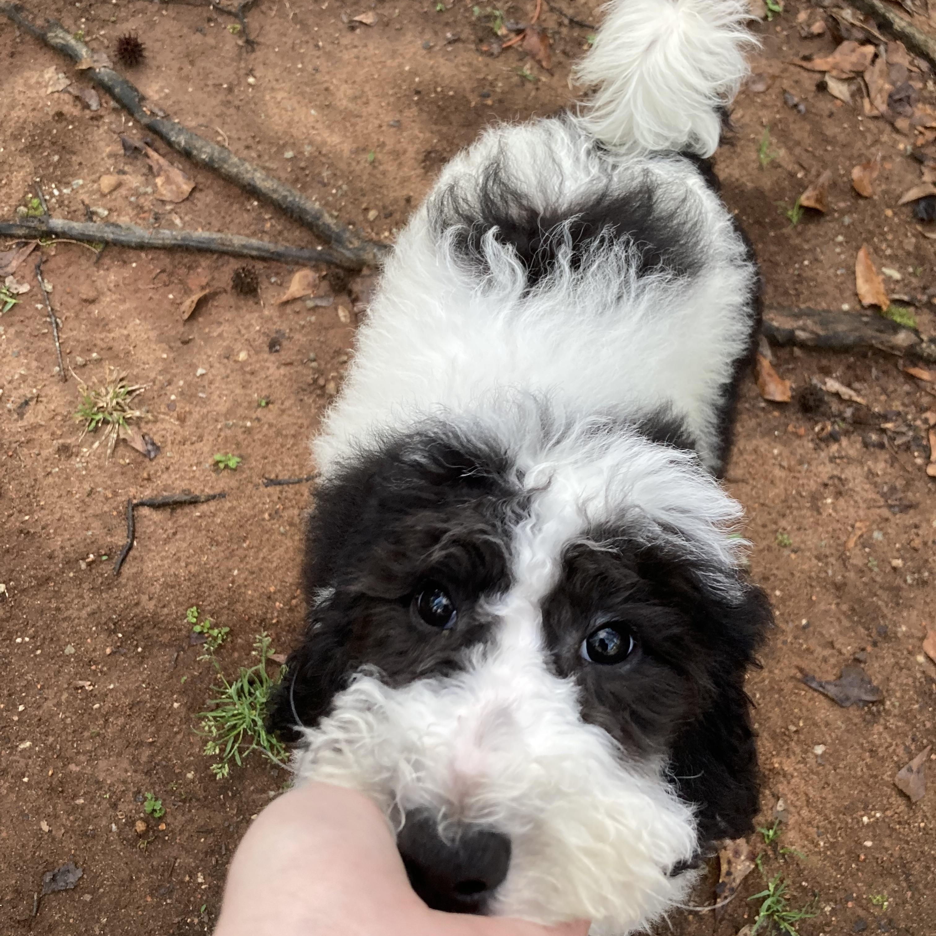 Enlarge Betty, an adopted mixed breed in Grayson, GA image 2/4