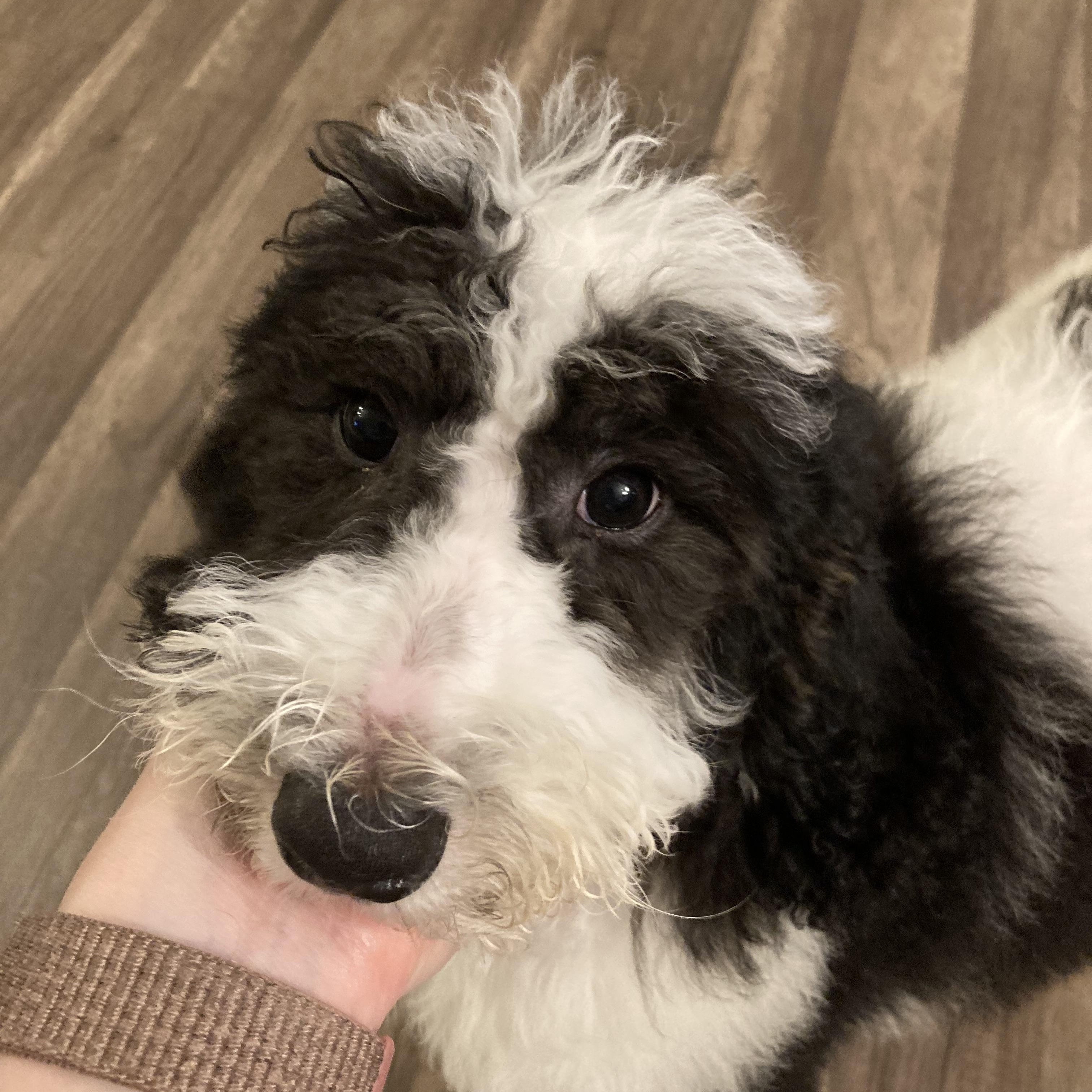 Betty, adopted, Puppy Female Goldendoodle.