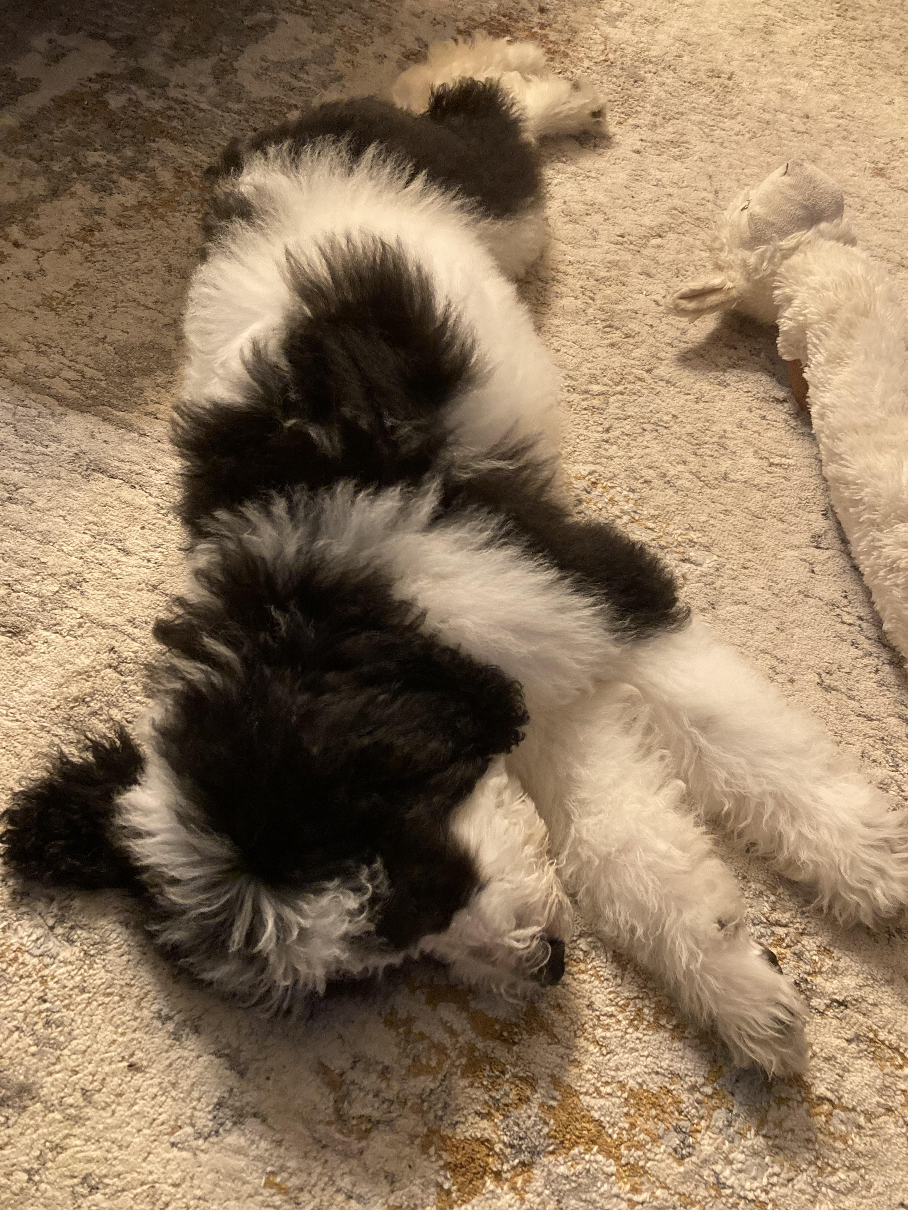 Enlarge Betty, an adopted mixed breed in Grayson, GA image 4/4