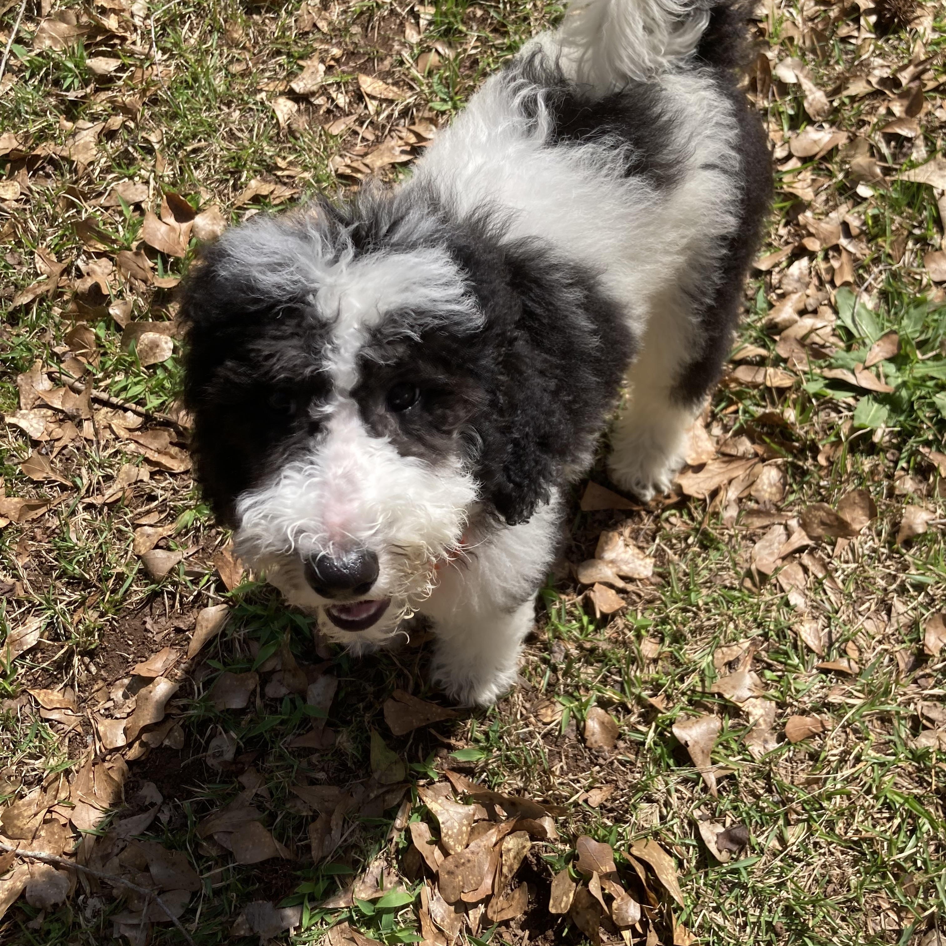 Enlarge Betty, an adopted mixed breed in Grayson, GA image 3/4