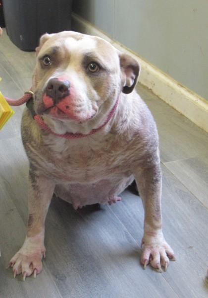 Enlarge Cutie Patootie, a Adoptable mixed breed in West Memphis, AR image 1/1