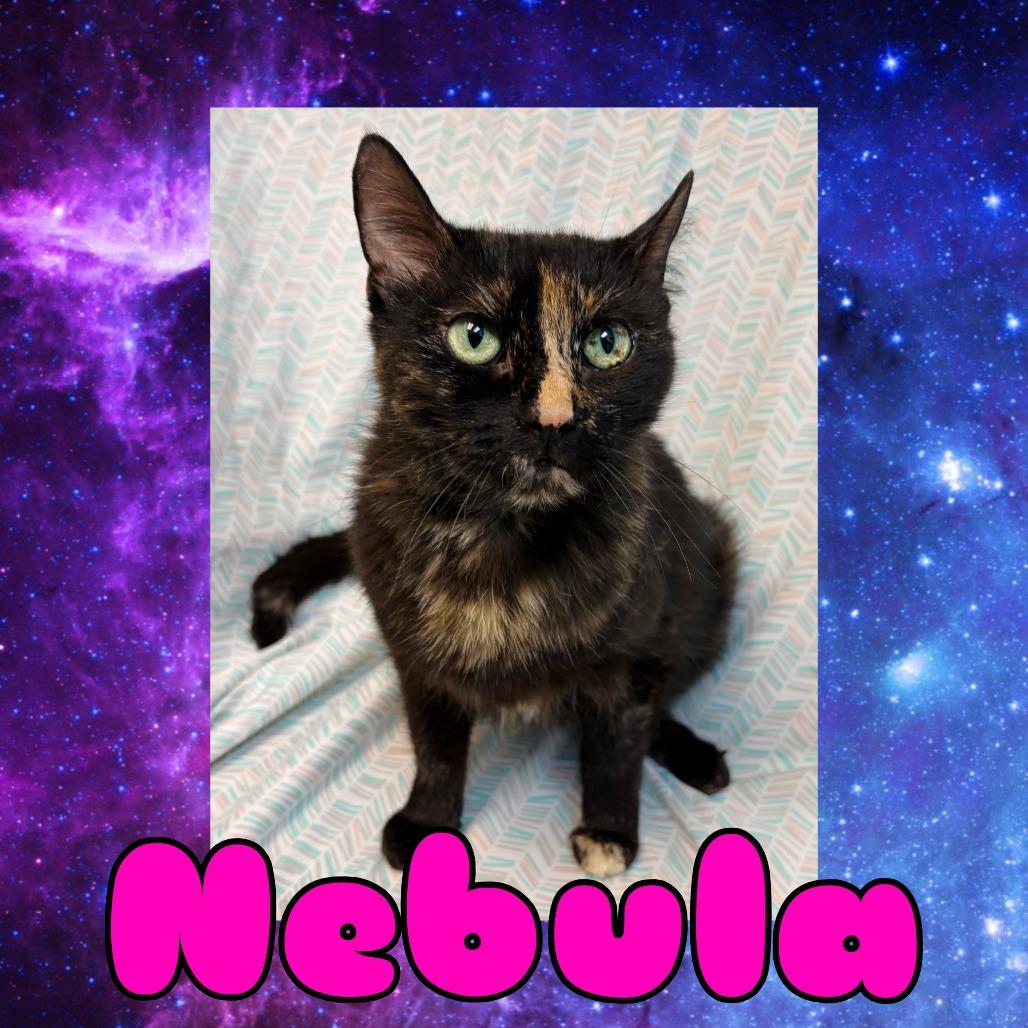 Enlarge Nebula, a Adoptable Domestic Medium Hair in Royse City, TX image 1/1