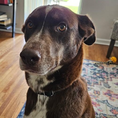 Enlarge Cocoa, an adopted mixed breed in Toledo, OH image 1/2