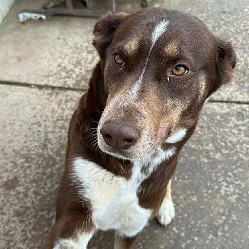 Enlarge Cocoa, an adopted mixed breed in Toledo, OH image 2/2