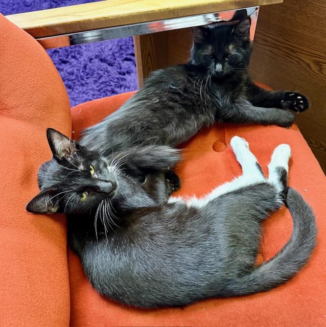 Coco and Mr. P -Bonded Pair, Adoptable, Young Female Domestic Short Hair & Domestic Medium Hair.