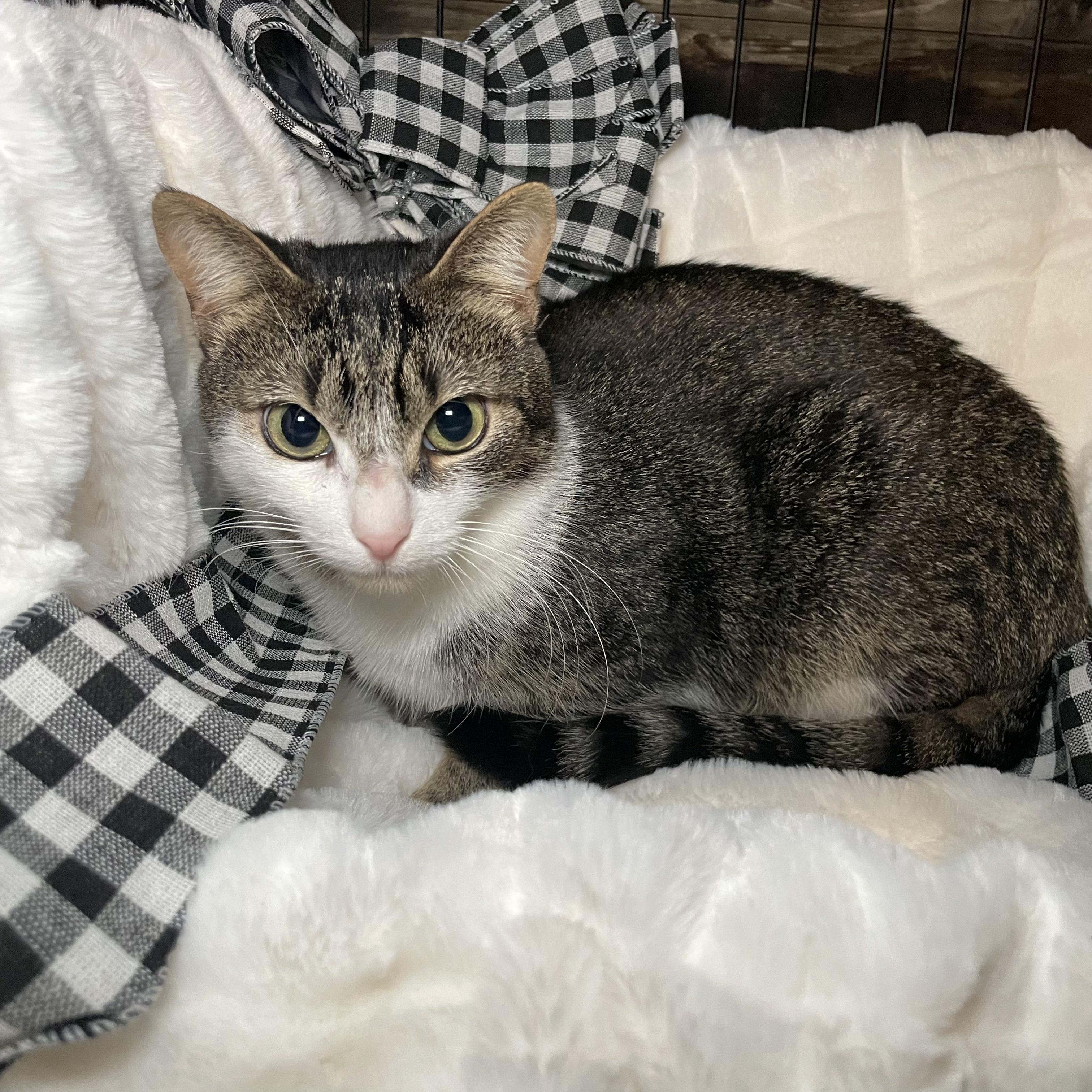 Enlarge Mila, a ADOPTABLE Domestic Short Hair in Kent, OH image 3/6