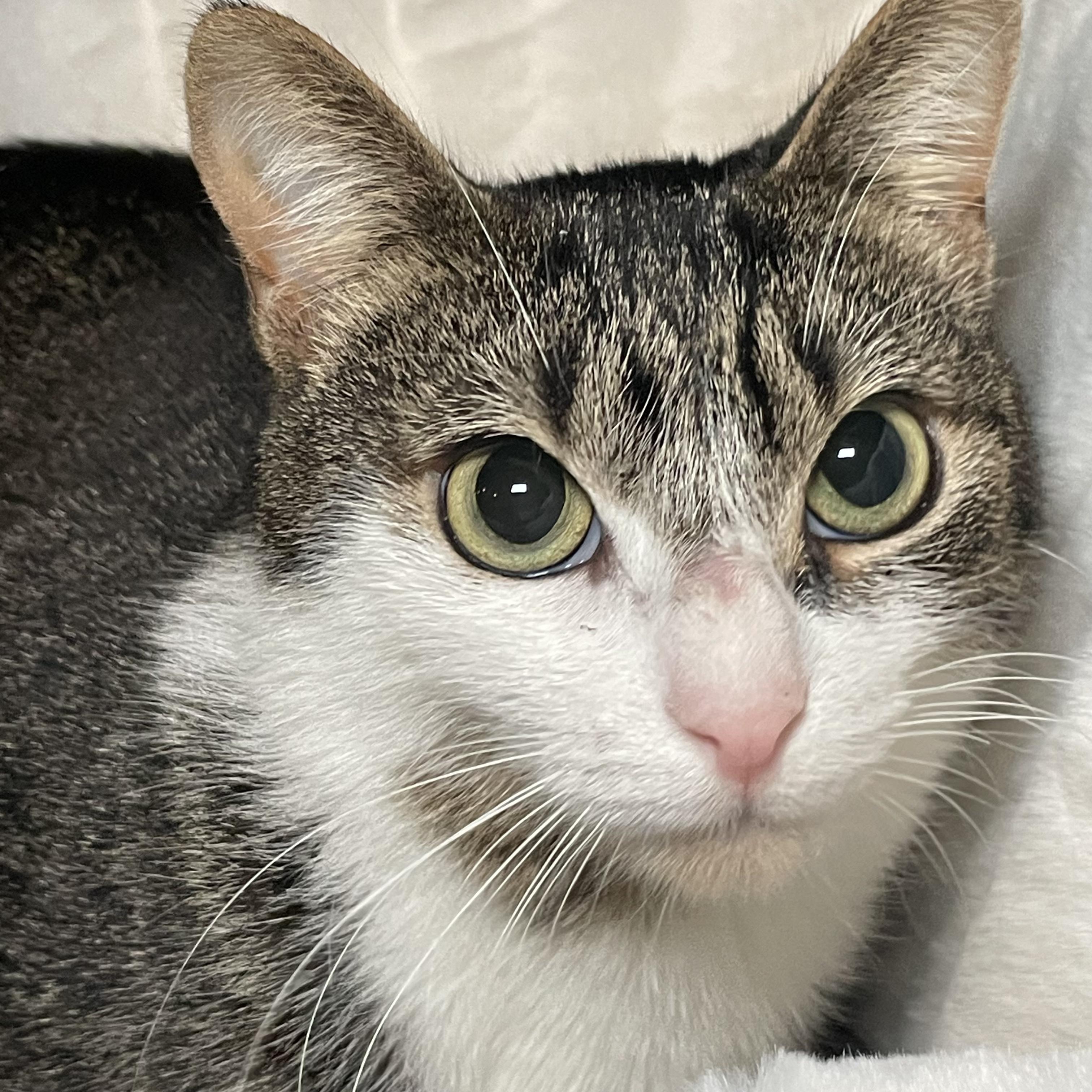 Enlarge Mila, a ADOPTABLE Domestic Short Hair in Kent, OH image 2/6