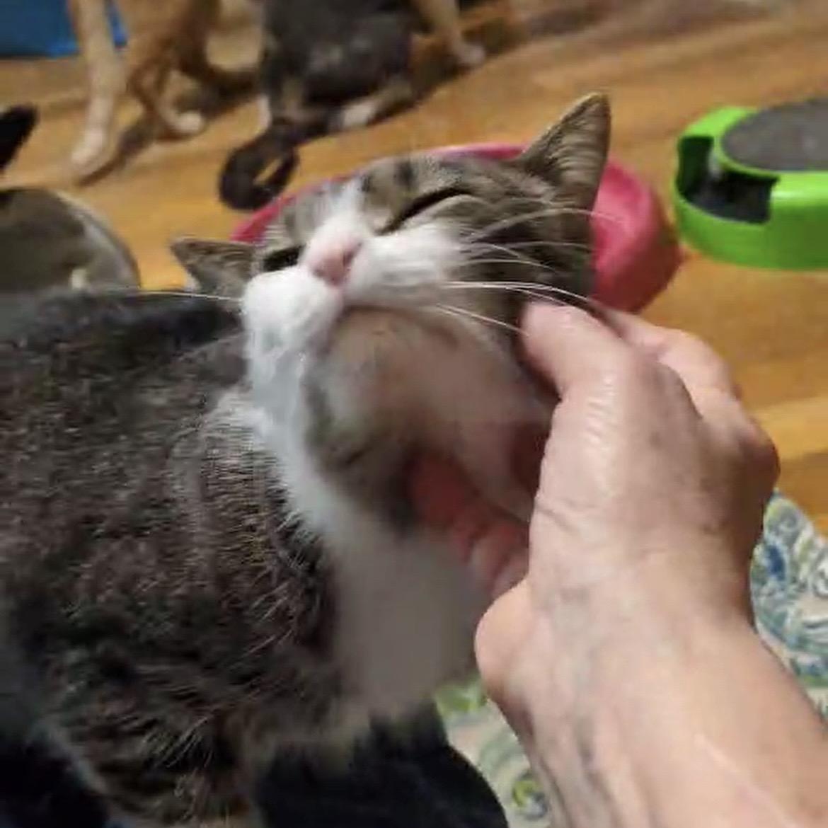 Mila, ADOPTABLE, Young Female Domestic Short Hair.