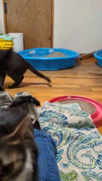 Enlarge Mila, a ADOPTABLE Domestic Short Hair in Kent, OH video 4/6