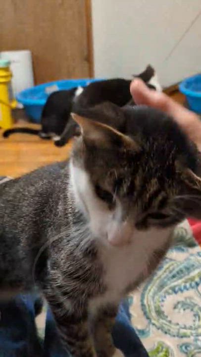 Enlarge Mila, a ADOPTABLE Domestic Short Hair in Kent, OH video 5/6
