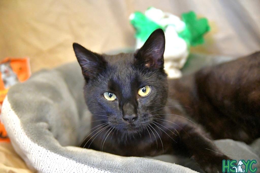 Enlarge Kameko, a Adoptable mixed breed in Fort Mill, SC image 1/3