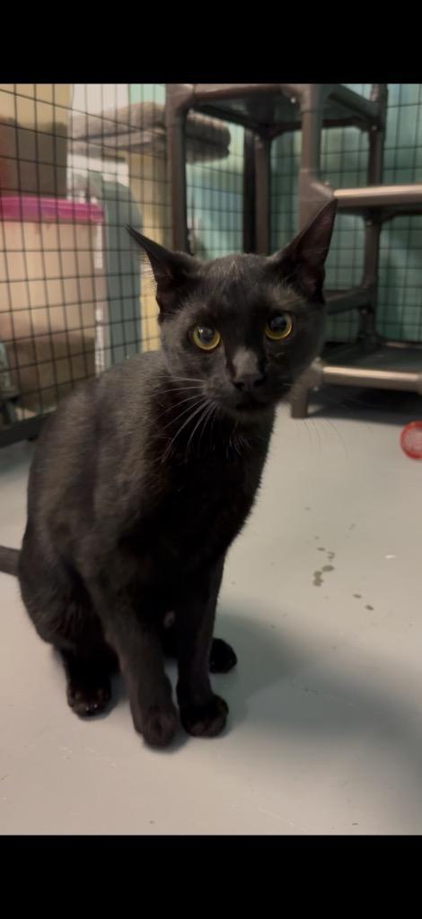 Enlarge Kameko, a Adoptable mixed breed in Fort Mill, SC image 2/3