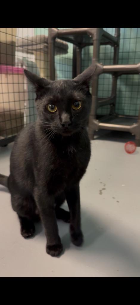 Enlarge Kameko, a Adoptable mixed breed in Fort Mill, SC image 3/3