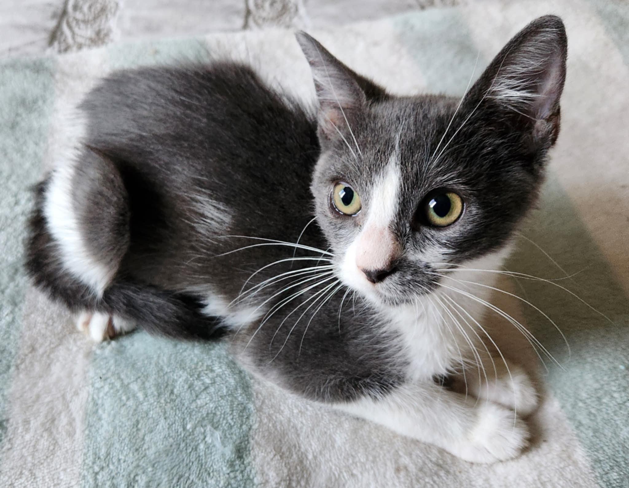 Enlarge Leia, a Adoptable Domestic Short Hair in Fresno, CA image 1/5