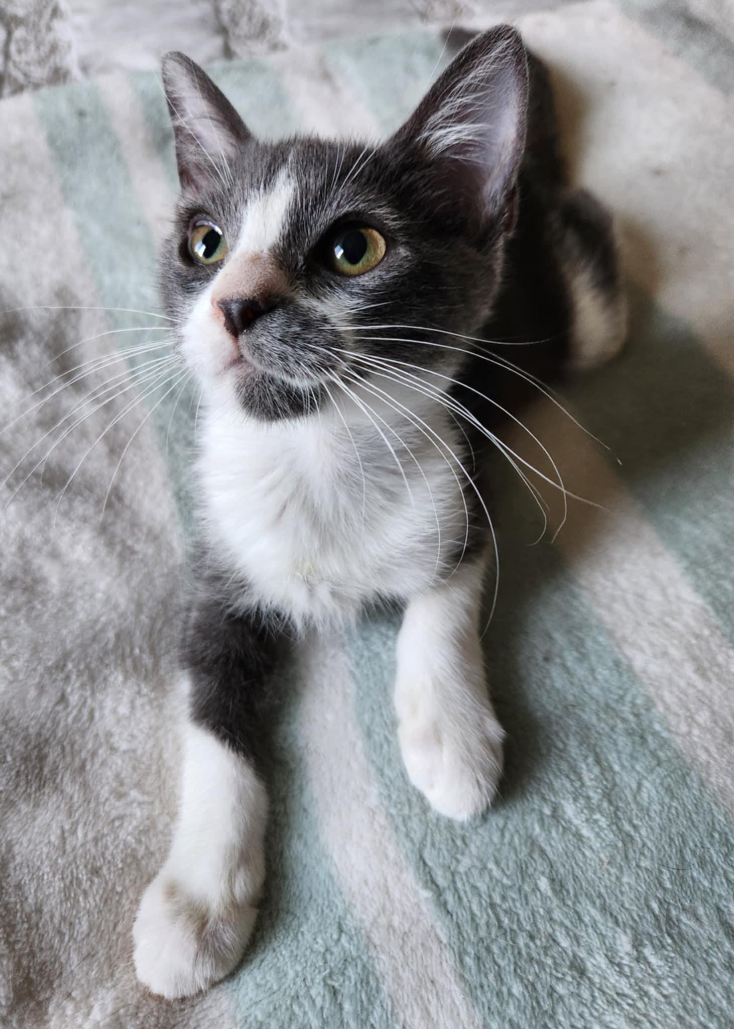 Enlarge Leia, a Adoptable Domestic Short Hair in Fresno, CA image 2/5