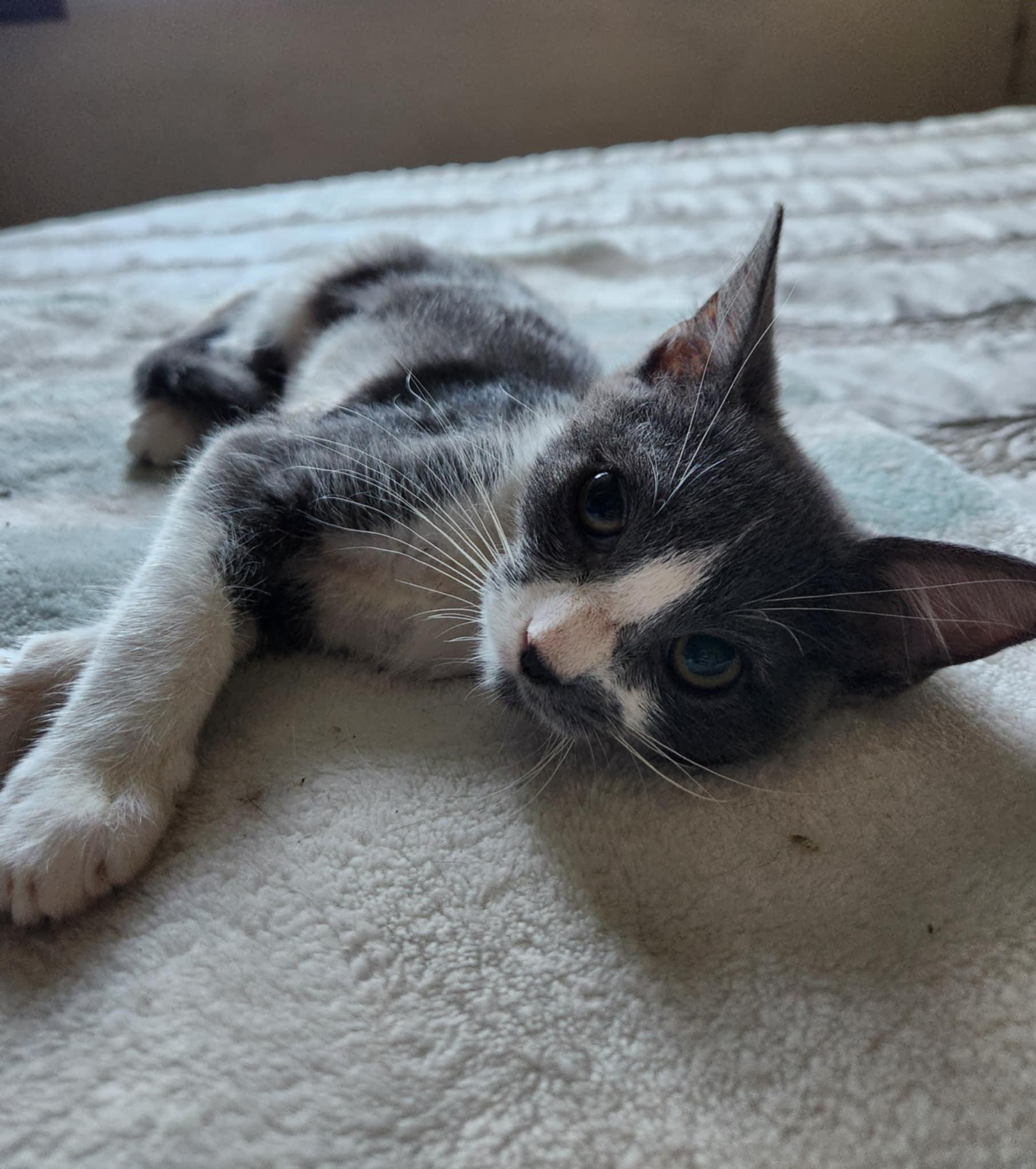 Enlarge Leia, a Adoptable Domestic Short Hair in Fresno, CA image 4/5