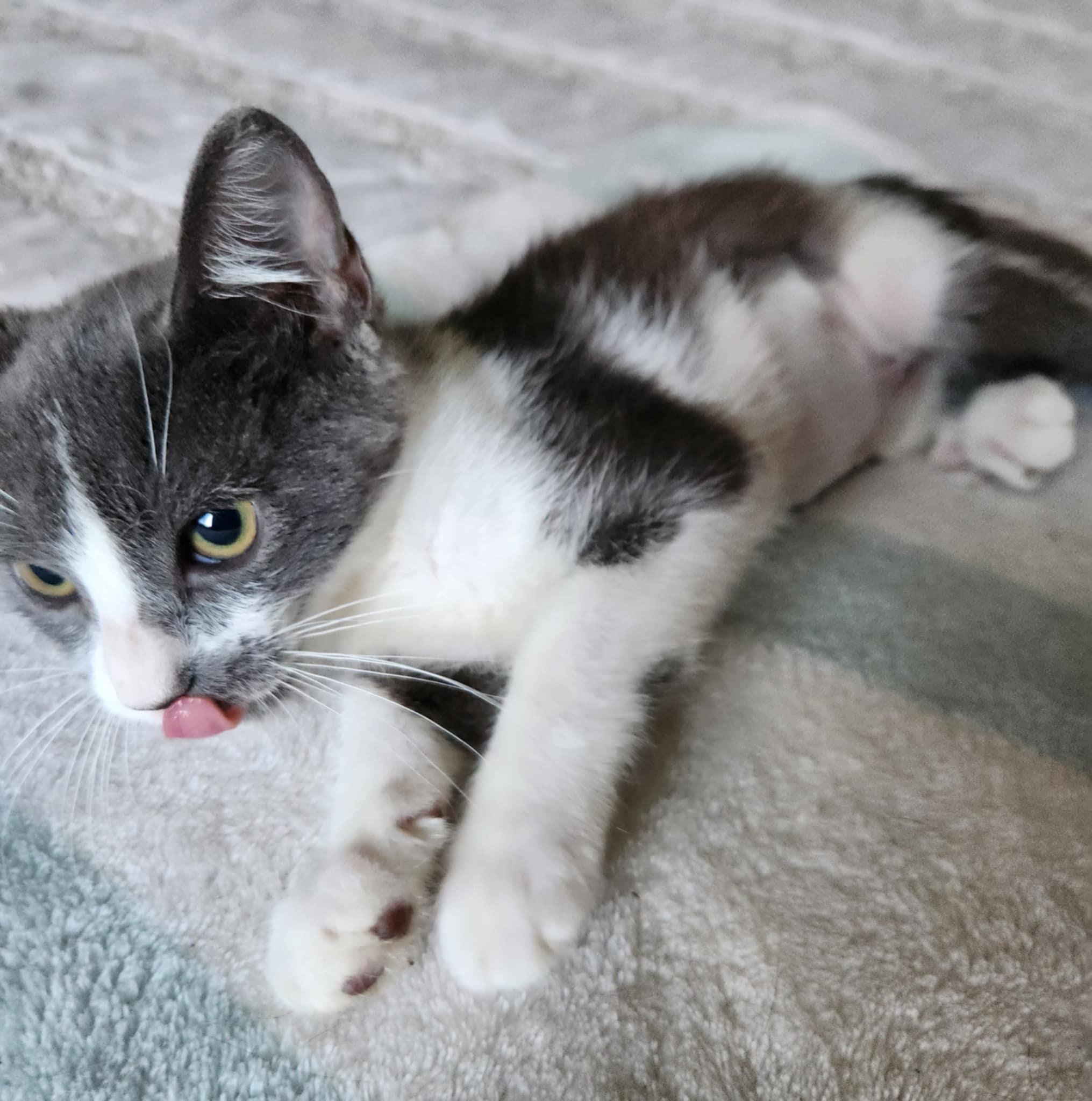 Enlarge Leia, a Adoptable Domestic Short Hair in Fresno, CA image 5/5