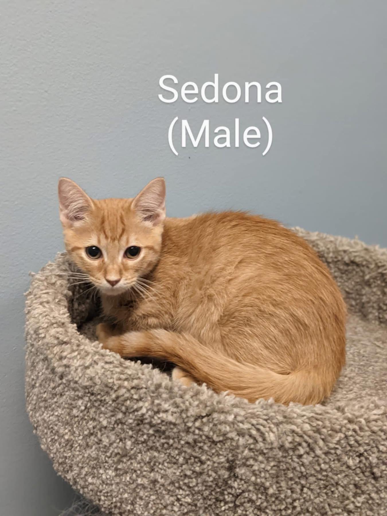 Enlarge Sedona, a Adoptable Domestic Short Hair in Indianapolis, IN image 1/1