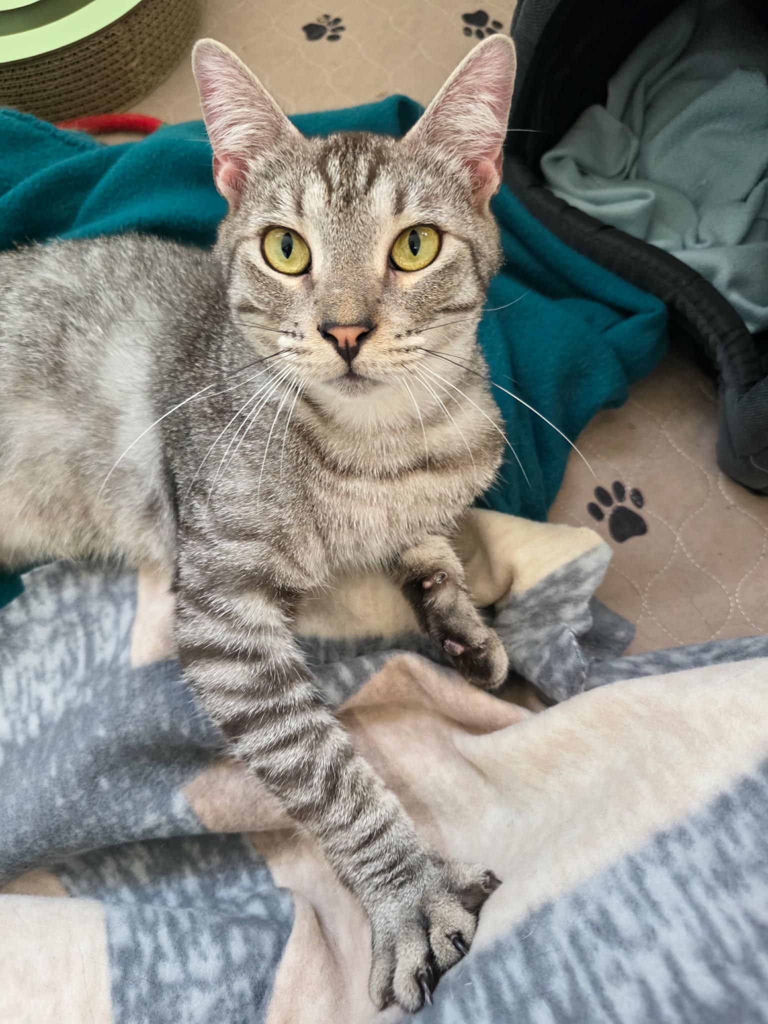 Huddle (Cocoa) Super Sweet and Gentle Loving Kitty Cat Silver Tabby Playful and Easy Going, an adopted Domestic Short Hair in Cocoa, FL image 4/6