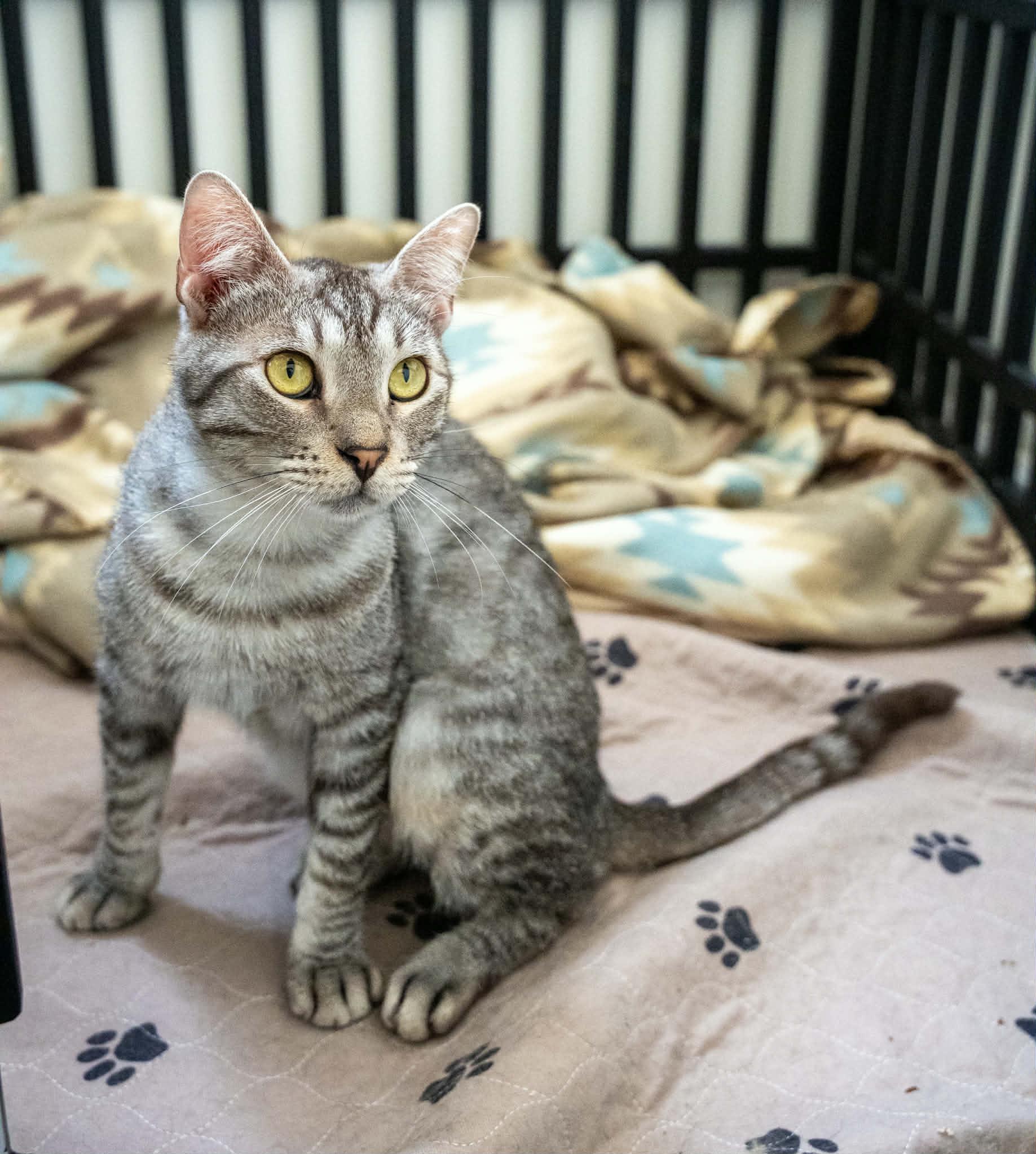 Huddle (Cocoa) Super Sweet and Gentle Loving Kitty Cat Silver Tabby Playful and Easy Going, an adopted Domestic Short Hair in Cocoa, FL image 5/6