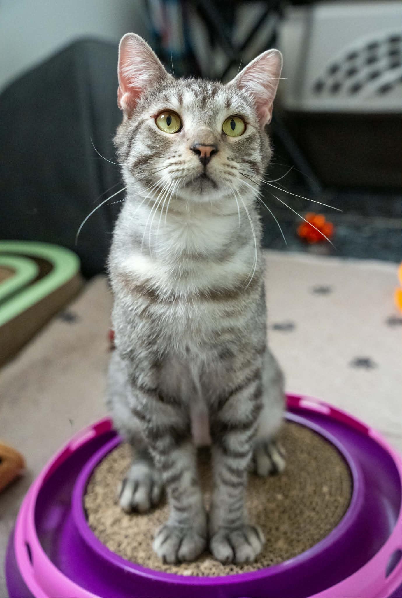 Huddle (Cocoa) Super Sweet and Gentle Loving Kitty Cat Silver Tabby Playful and Easy Going, adopted, Adult Male Domestic Short Hair.