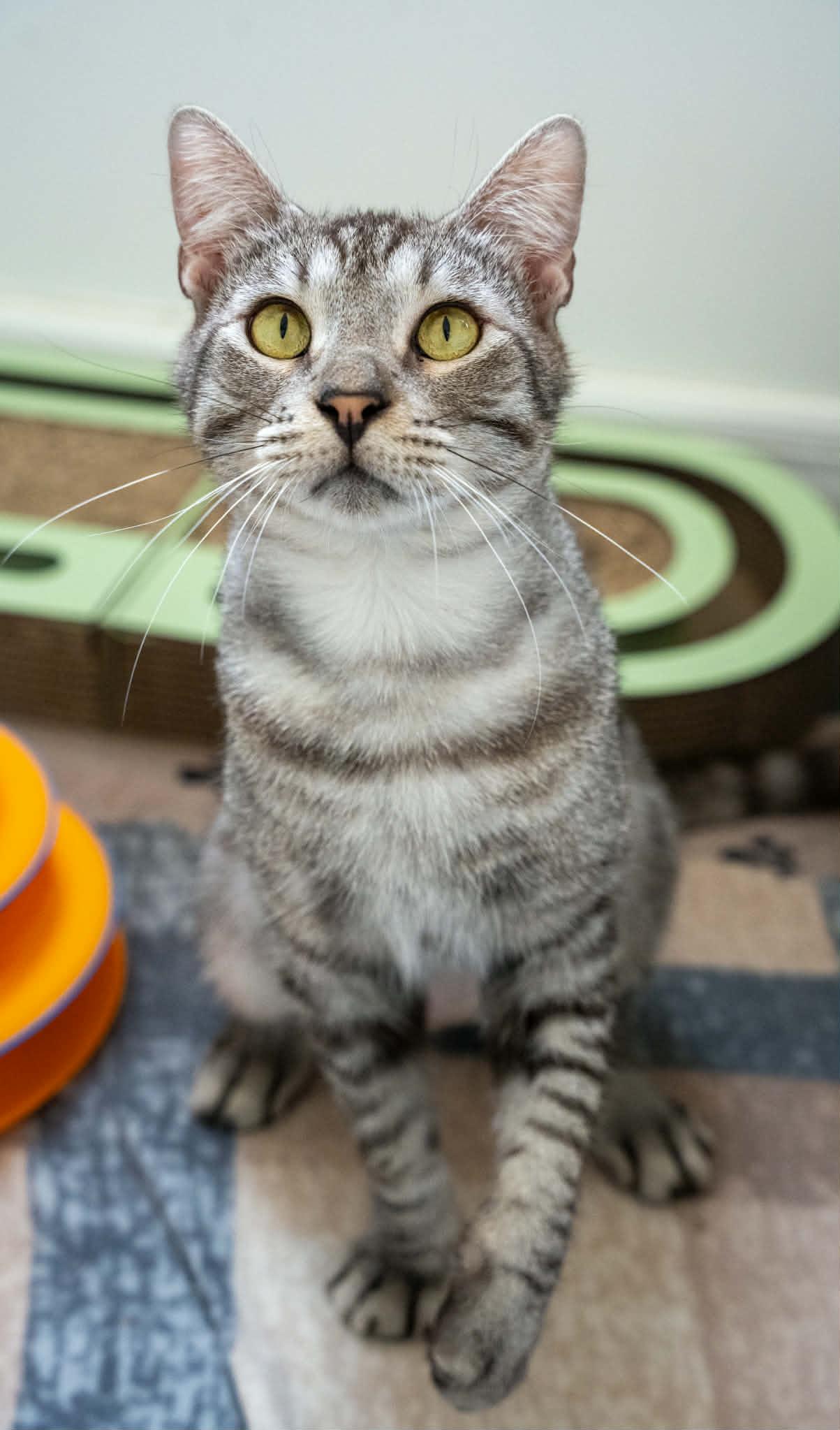 Huddle (Cocoa) Super Sweet and Gentle Loving Kitty Cat Silver Tabby Playful and Easy Going, an adopted Domestic Short Hair in Cocoa, FL image 2/6