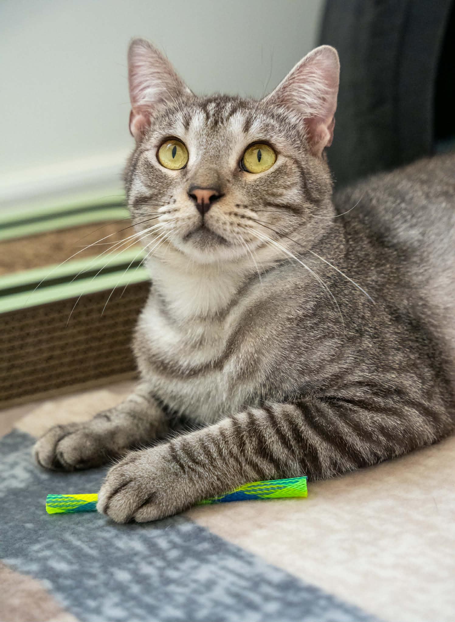 Huddle (Cocoa) Super Sweet and Gentle Loving Kitty Cat Silver Tabby Playful and Easy Going, an adopted Domestic Short Hair in Cocoa, FL image 3/6