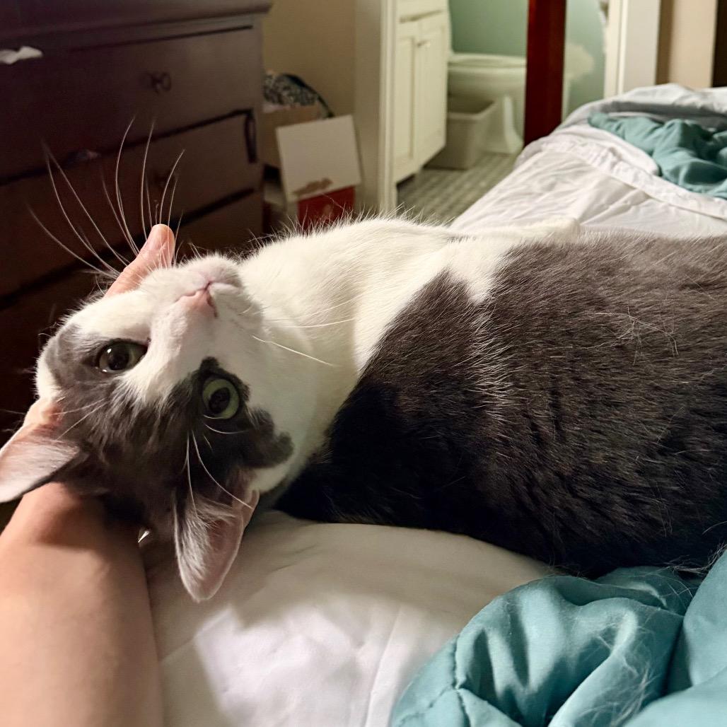 Linus (White Plains Rd 9), a Adoptable Domestic Short Hair in Westport, CT image 1/6