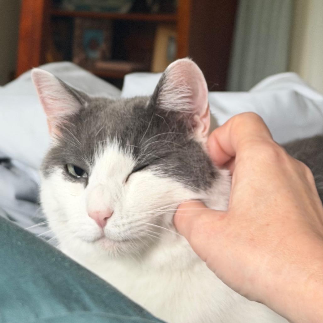 Linus (White Plains Rd 9), a Adoptable Domestic Short Hair in Westport, CT image 2/6