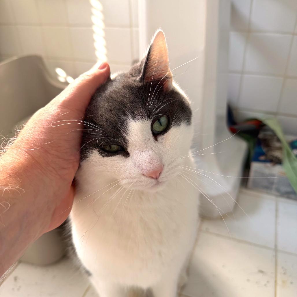 Enlarge Linus (White Plains Rd 9), a Adoptable Domestic Short Hair in Westport, CT image 1/2