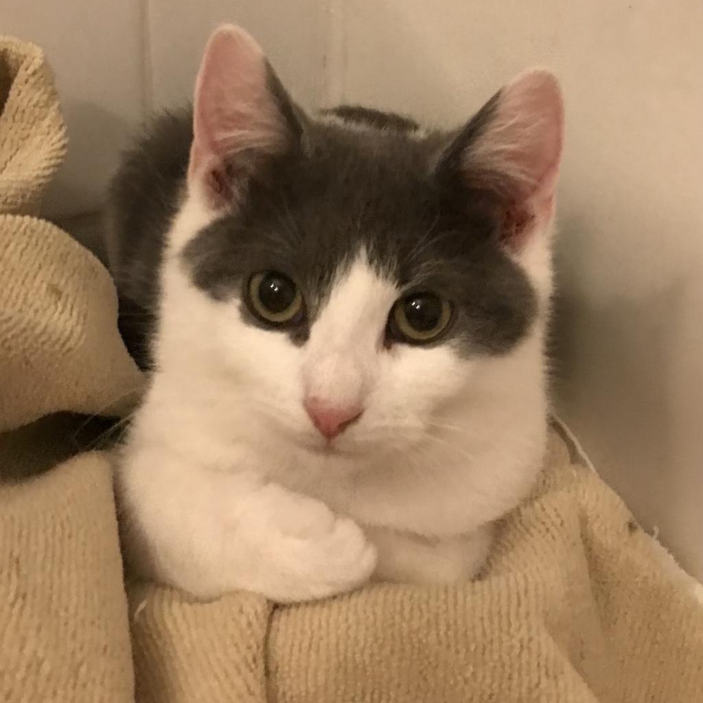 Enlarge Linus (White Plains Rd 9), a Adoptable Domestic Short Hair in Westport, CT image 2/2