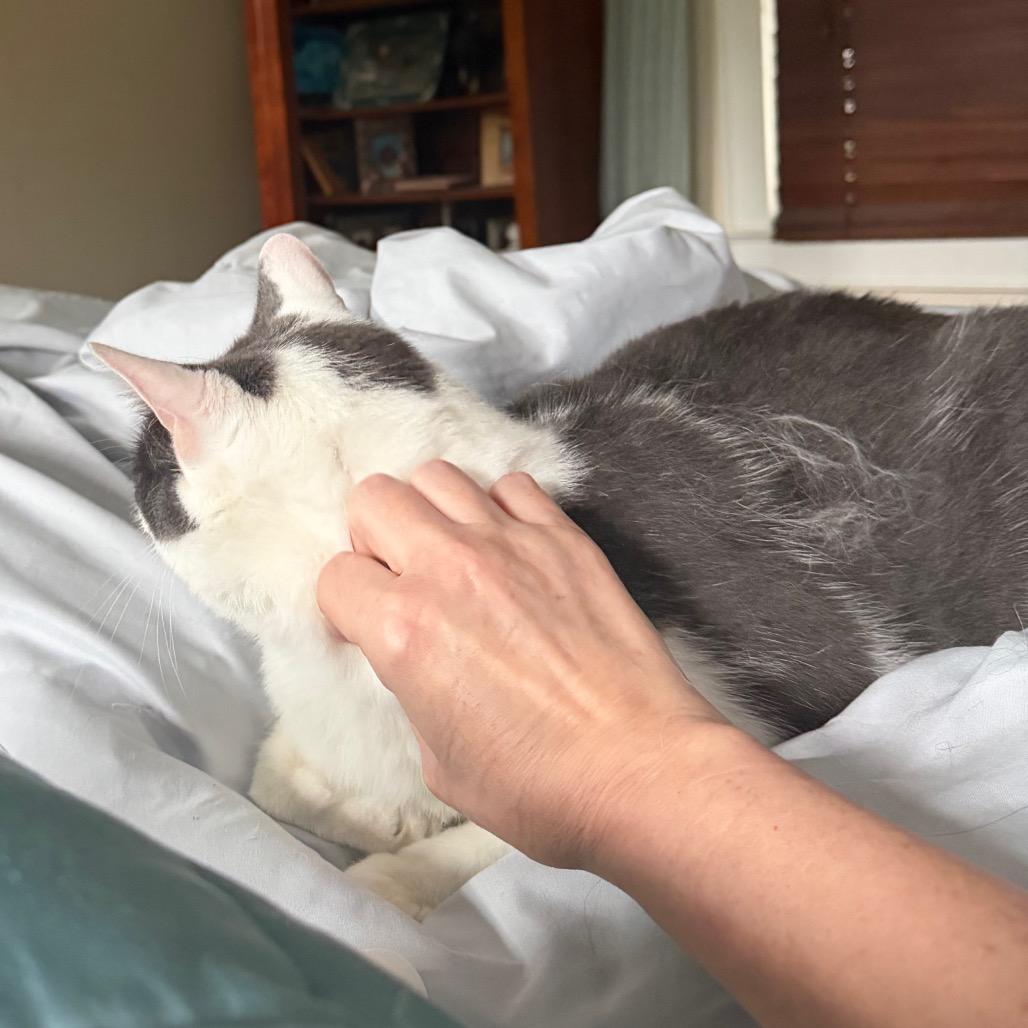 Linus (White Plains Rd 9), a Adoptable Domestic Short Hair in Westport, CT image 6/6