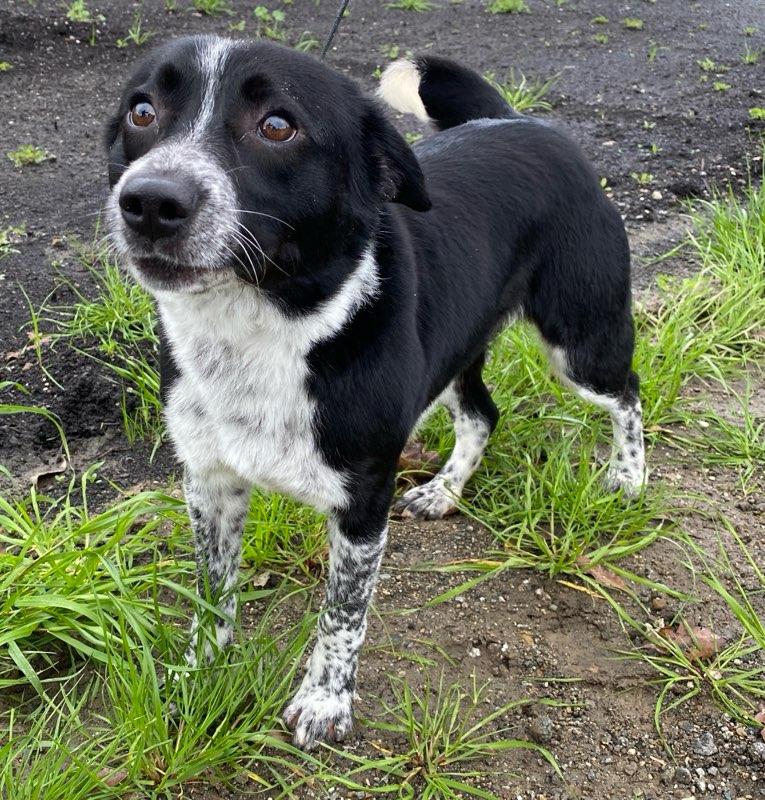 Enlarge Davey, a ADOPTABLE Border Collie in Colusa, CA image 3/5