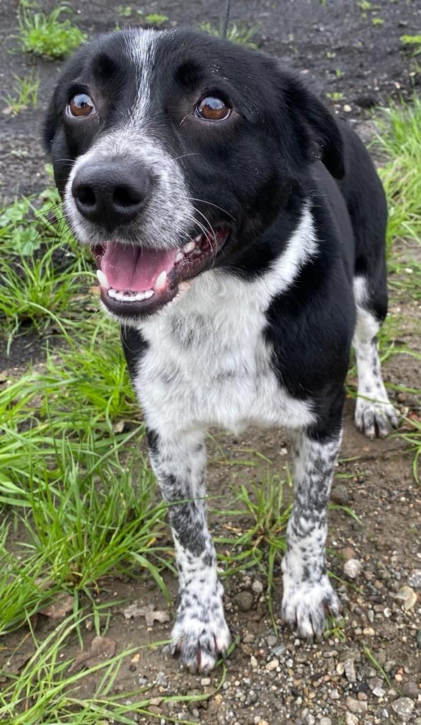 Enlarge Davey, a ADOPTABLE Border Collie in Colusa, CA image 4/5
