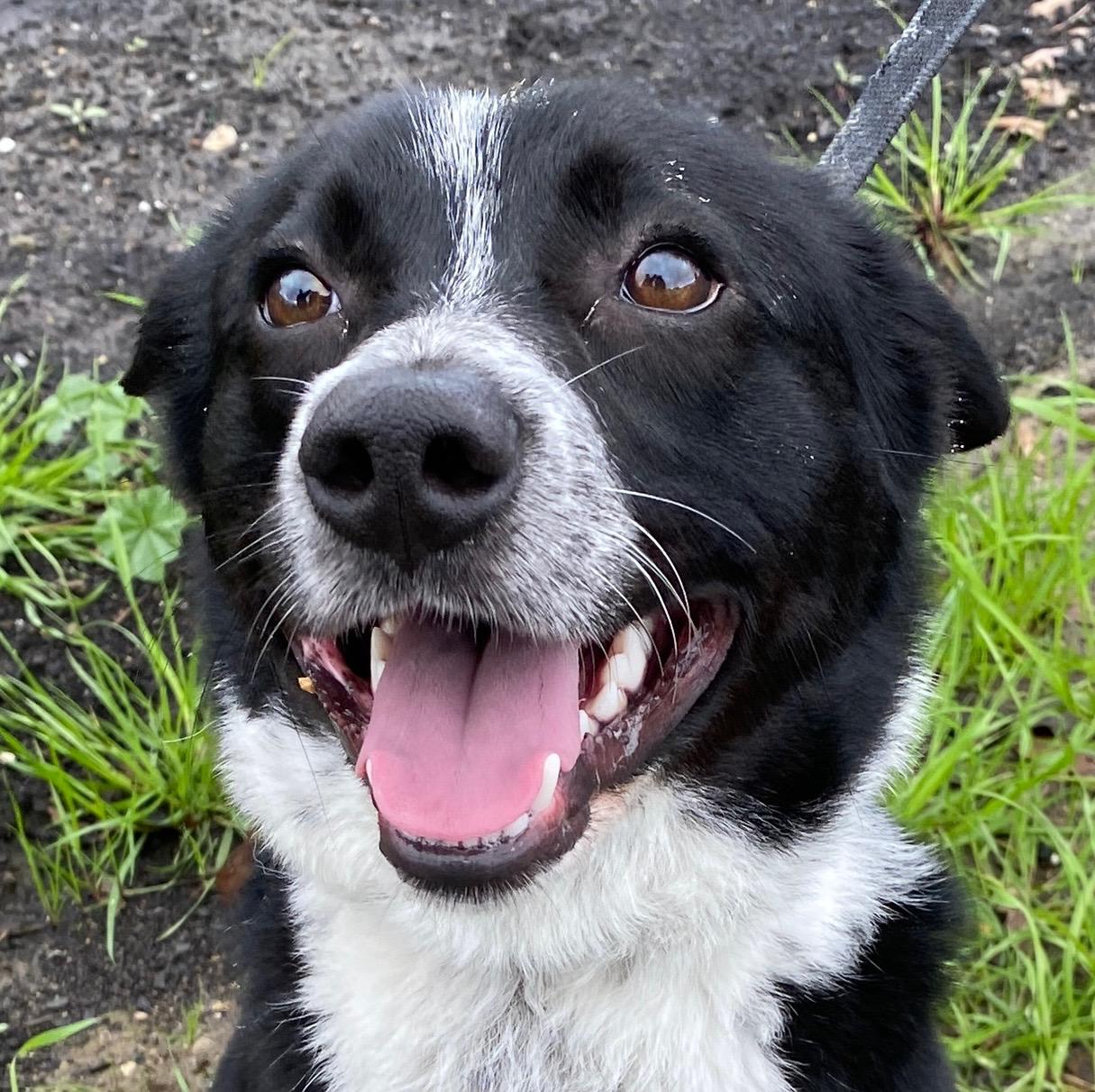 Enlarge Davey, a ADOPTABLE Border Collie in Colusa, CA image 5/5