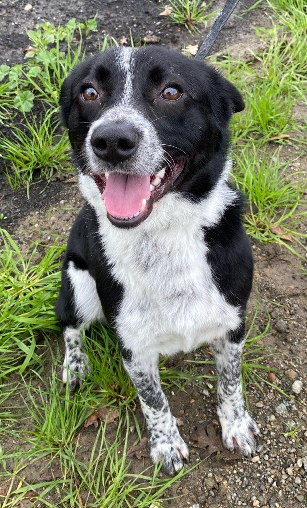 Davey, ADOPTABLE, Adult Male Border Collie.