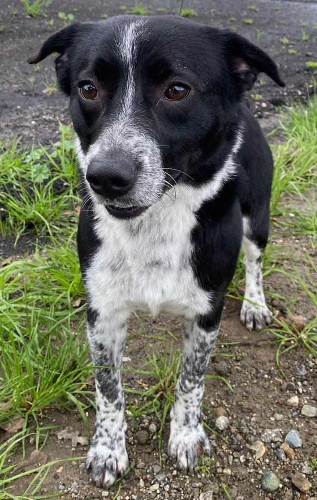 Enlarge Davey, a ADOPTABLE Border Collie in Colusa, CA image 2/5