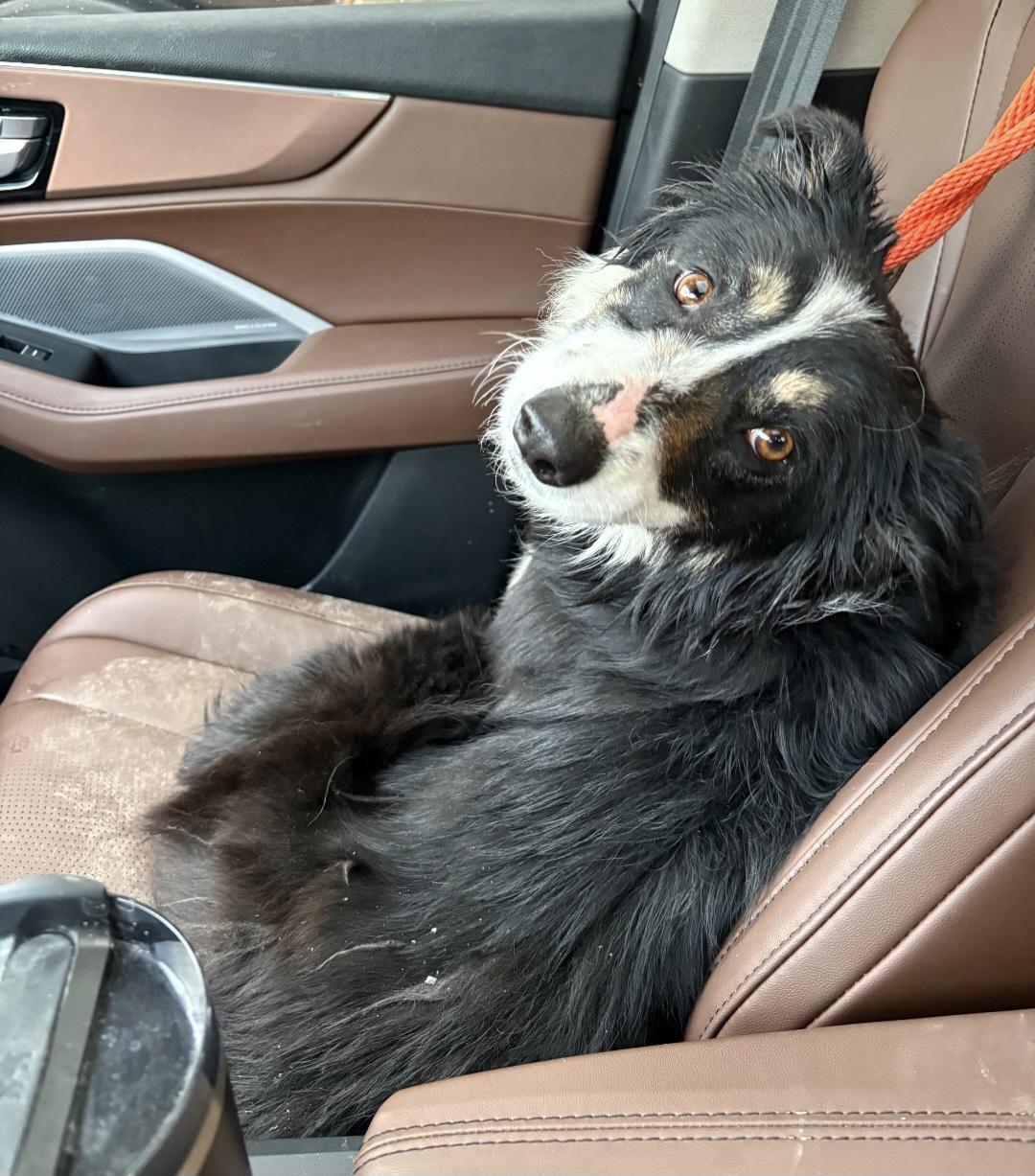Bailey, Adoptable, Young Female Australian Shepherd & Border Collie.