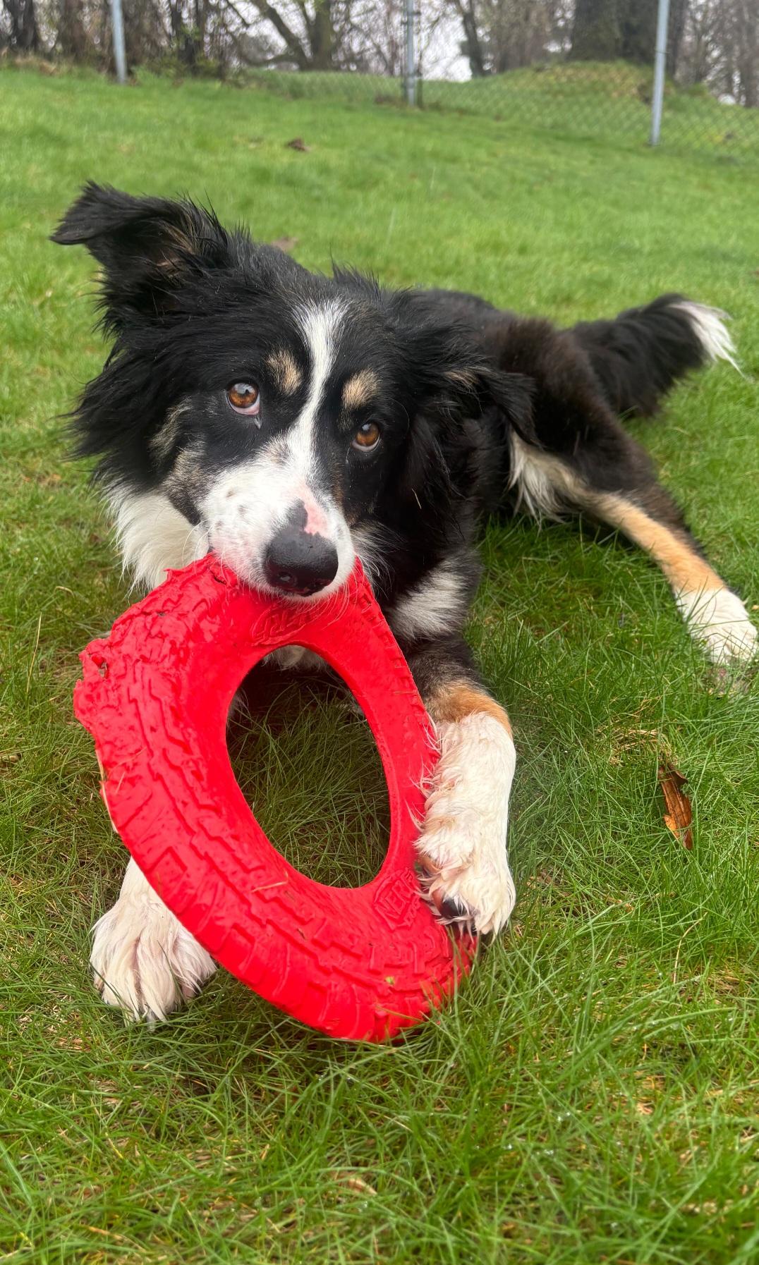 Enlarge Bailey, a Adoptable mixed breed in merrillville, IN image 2/4