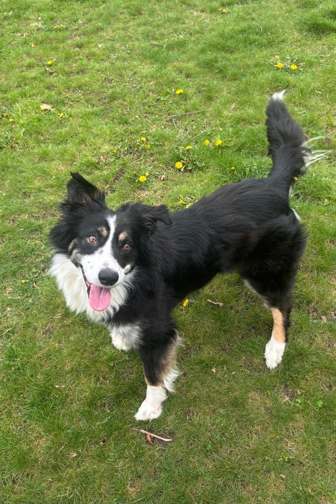 Enlarge Bailey, a Adoptable mixed breed in merrillville, IN image 3/4