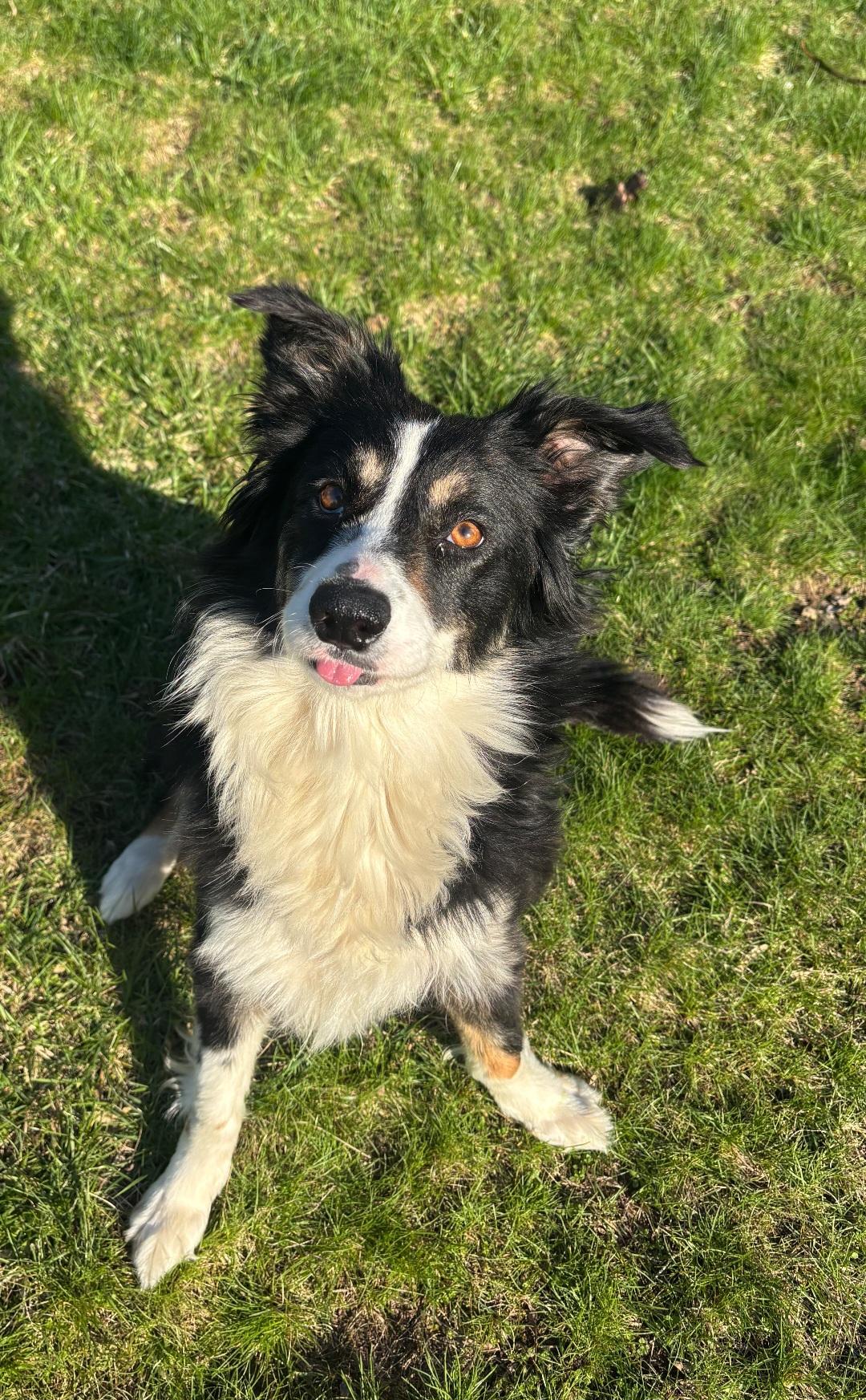 Enlarge Bailey, a Adoptable mixed breed in merrillville, IN image 4/4