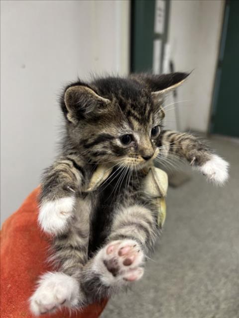 Enlarge BEN, a Adoptable Domestic Short Hair in San Bernardino, CA image 1/1