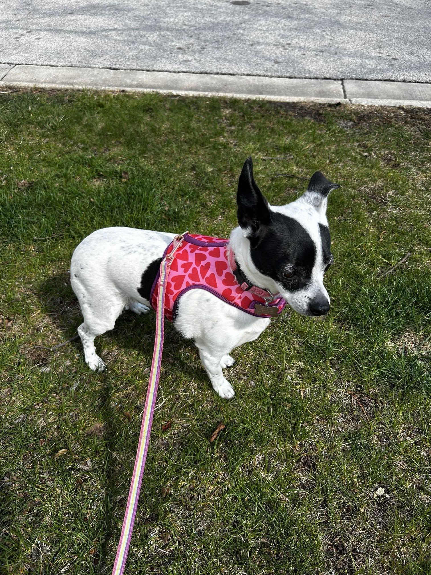 Enlarge Princess, a Adoptable mixed breed in Itasca, IL image 6/6