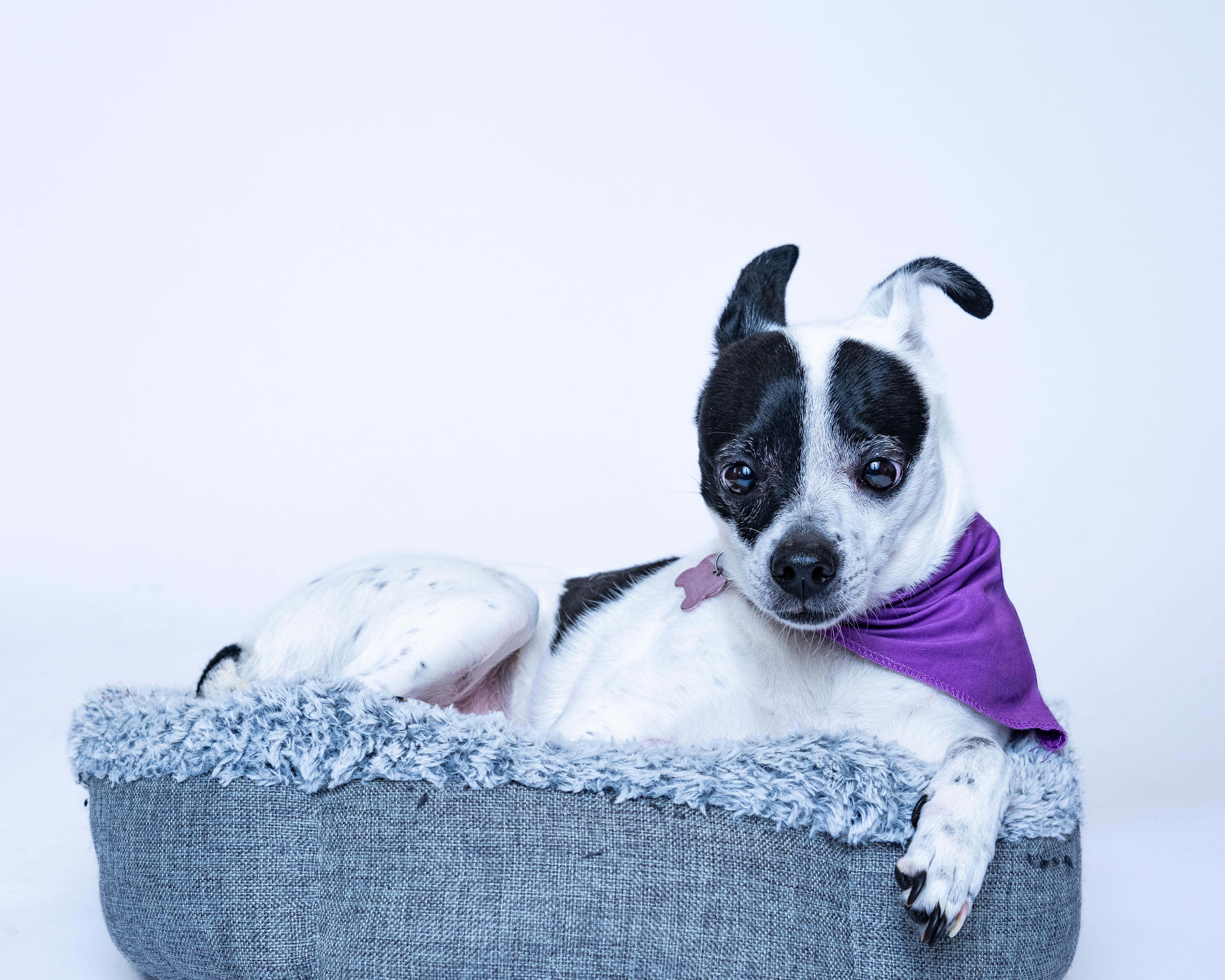 Princess, Adoptable, Adult Female Terrier & Chihuahua.