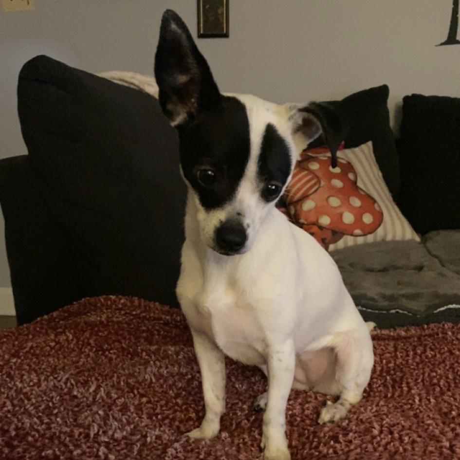 Princess, Adoptable, Adult Female Terrier & Chihuahua.