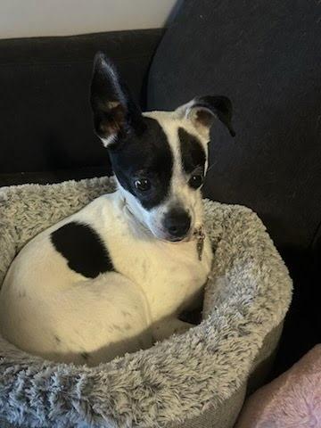 Princess, a Adoptable mixed breed in Itasca, IL image 5/5